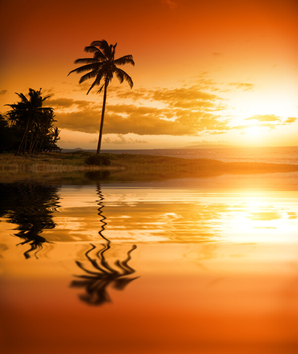 大海和海里椰树的倒影图片