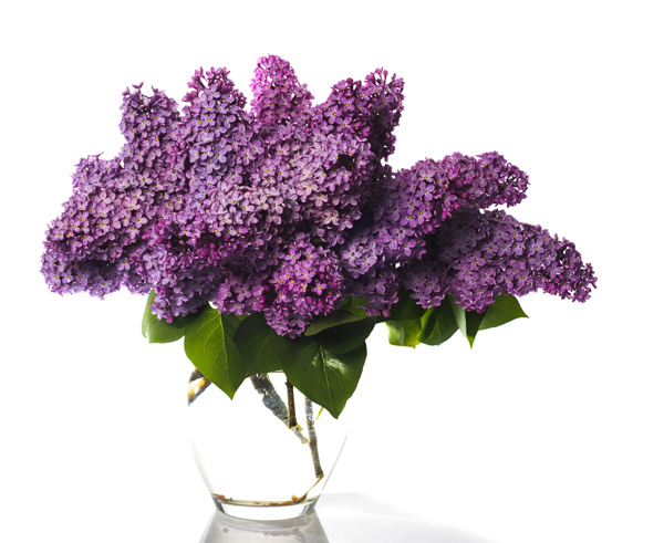 装在花瓶里的一束紫藤花图片