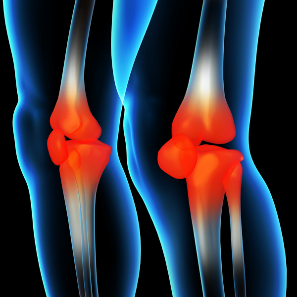 膝盖肌肉骨骼结构图片
