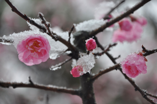 红色腊梅傲雪图片