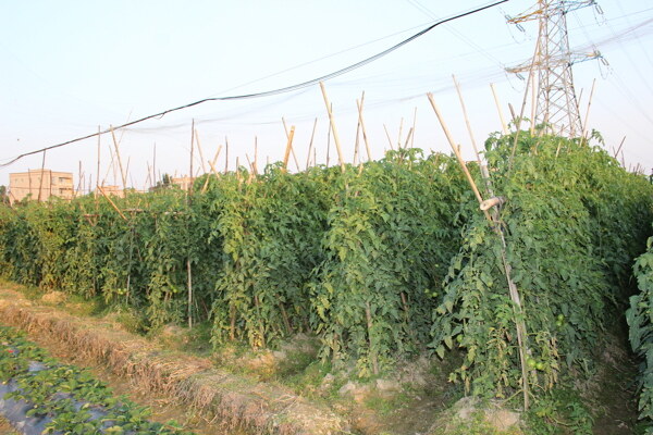 西红柿种植基地图片