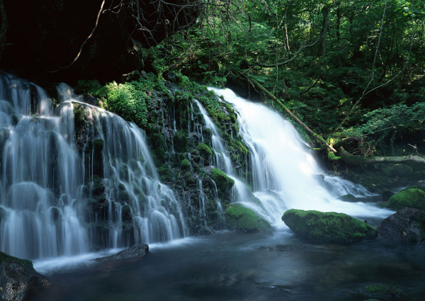 树植物水风景