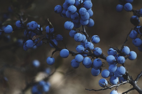 蓝莓树木冬季