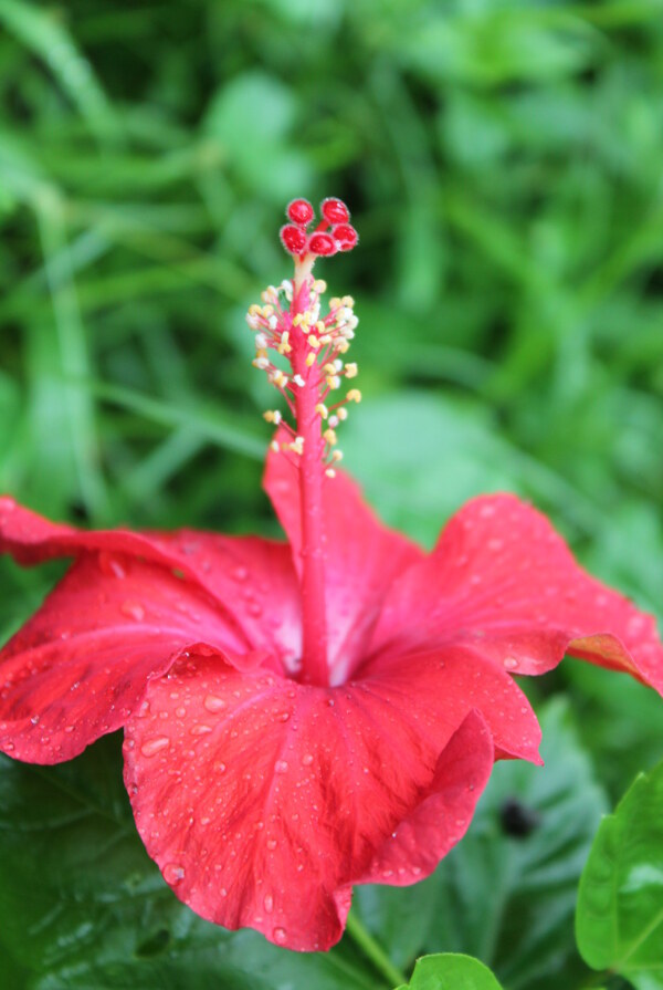 雨后木芙蓉花卉