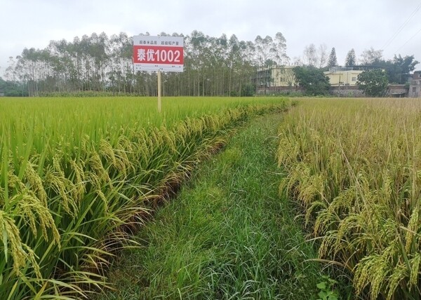 泰优1002水稻品种田间对比图