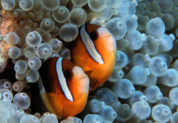 海洋生物