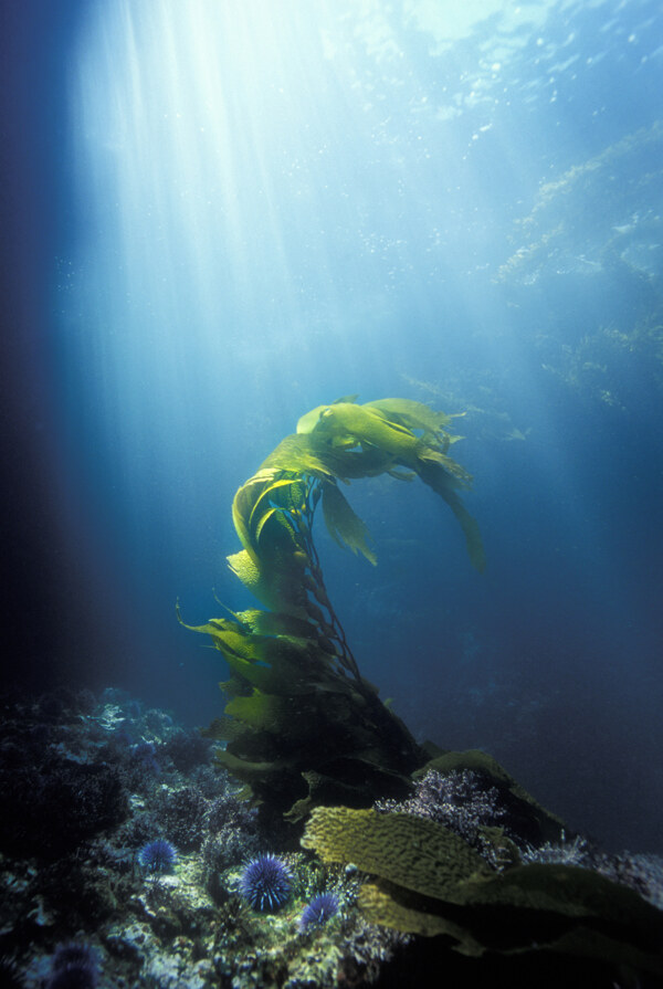 神秘深海