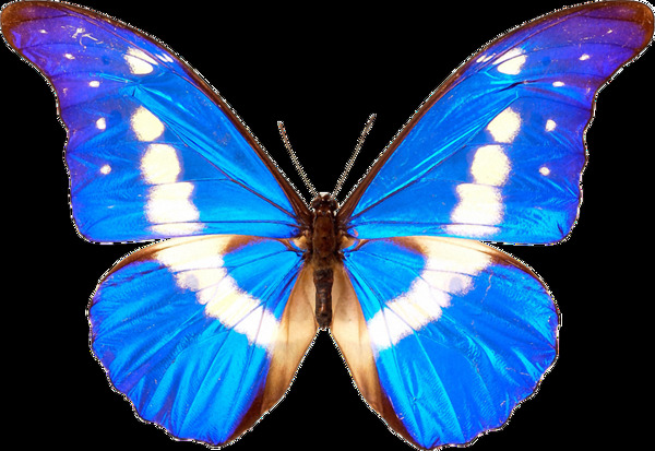 蓝色花纹蝴蝶免抠png透明素材