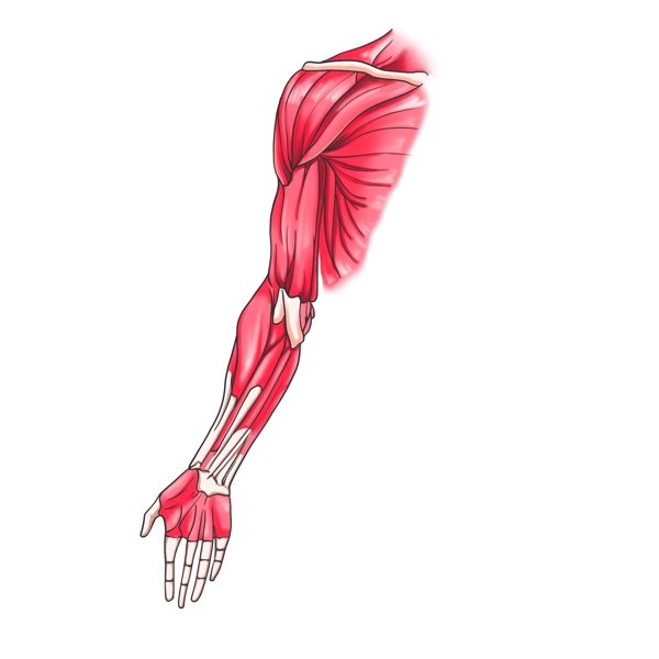 人体器官手臂插画