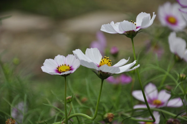 漂亮波斯菊