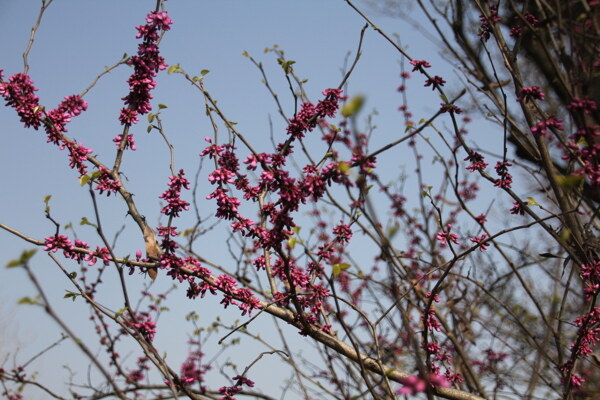 桃花花芽图片