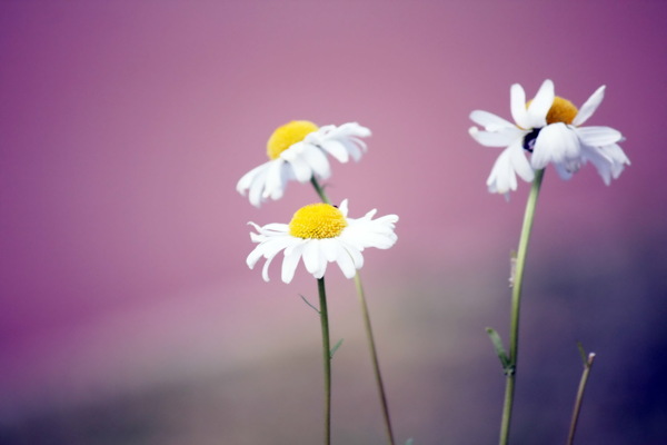 白色雏菊花图片