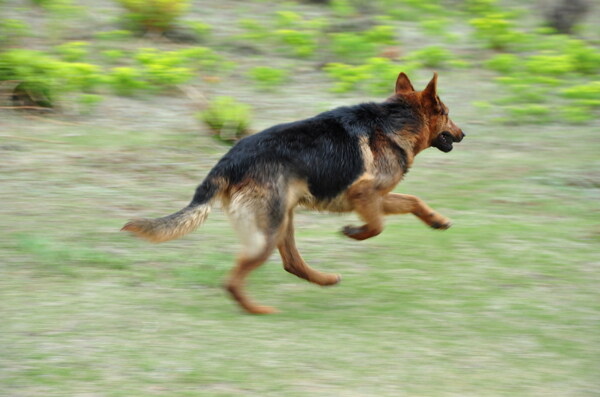 草原上奔跑的狼狗
