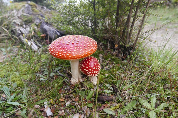 有毒的红蘑菇
