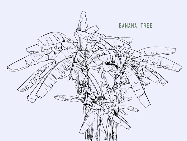 手绘线描香蕉树矢量图下载