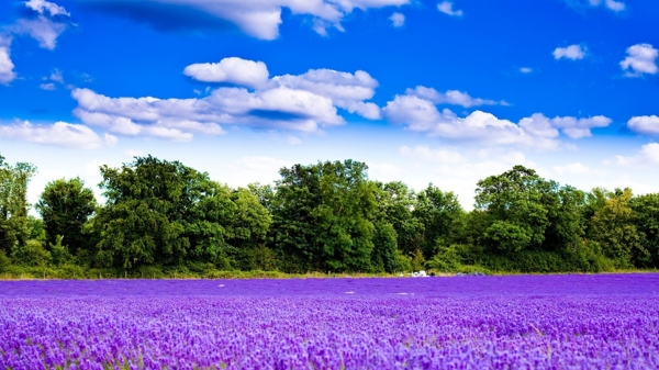紫色花场图片