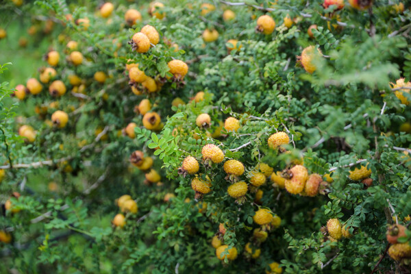 盘州刺力王种植基地