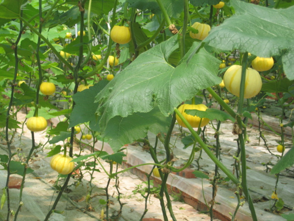 蔬菜园艺立体种植图片