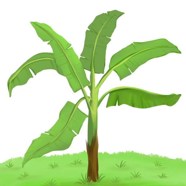 植物香蕉树热带植物