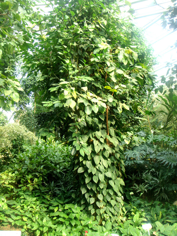 亚热带植物图片