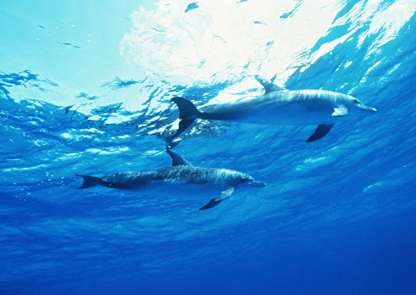 海底的海豚图片