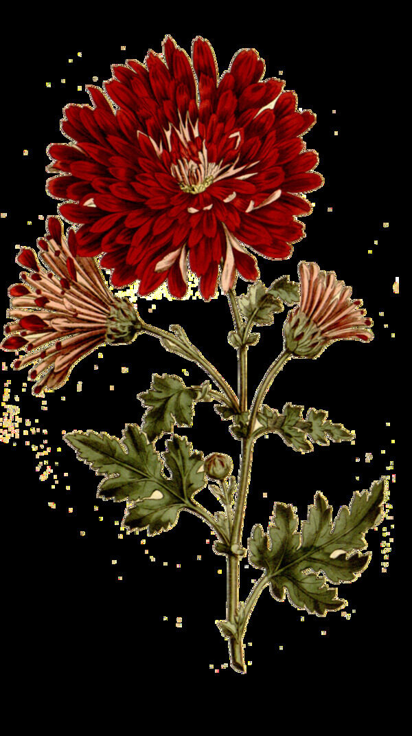 美丽大红色花朵手绘菊花装饰元素