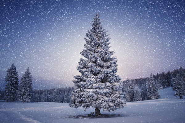 雪地上的松树