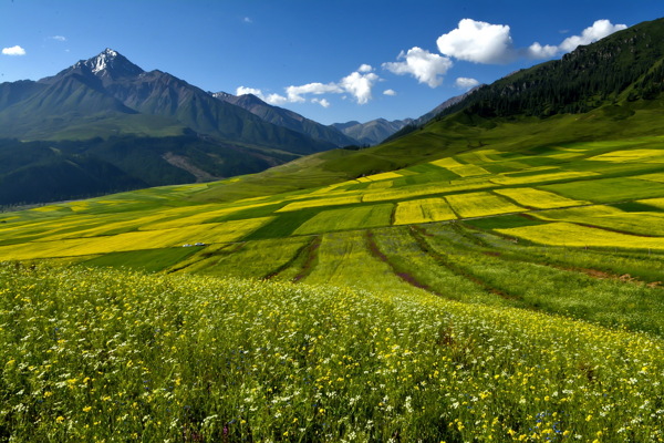 青海祁连县油菜花风景