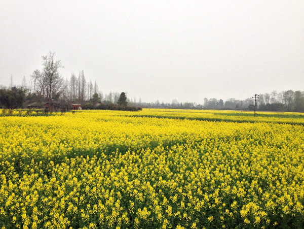 油菜花田图片