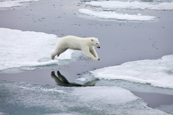 冰河里跳跃的北极熊图片
