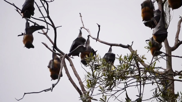 干枯树枝上站着的蝙蝠实拍视频