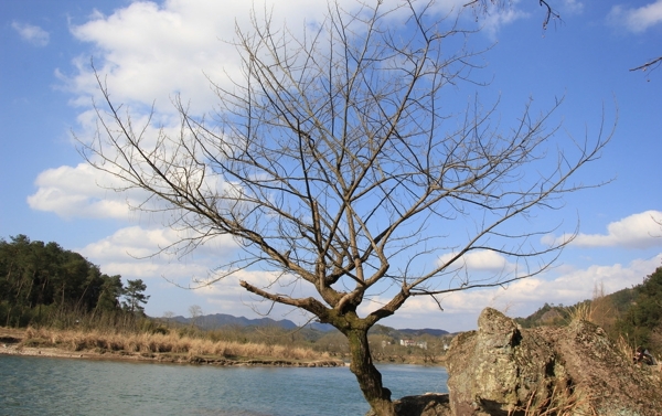 浙江缙云仙都水边枯树