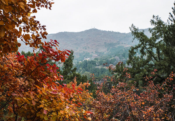 香山红叶