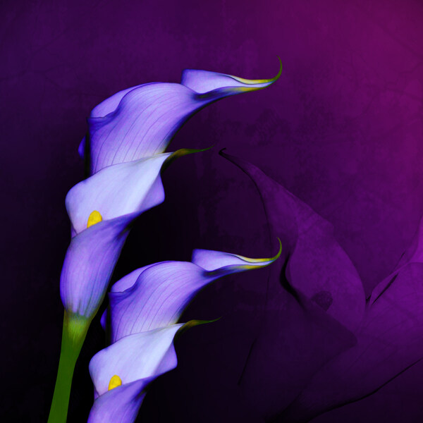 紫色花卉无框画