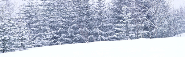 白色的雪树海报背景素材57