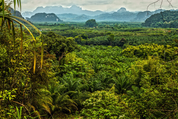 热带雨林森林景观