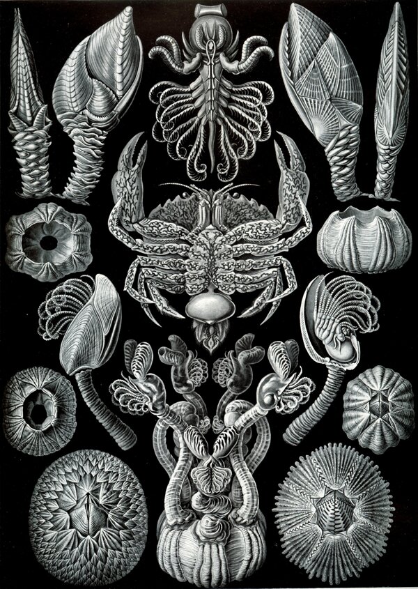 海洋生物图片