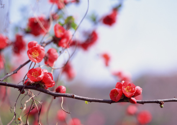 春暖花开花