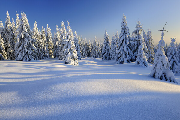 雪天的松树摄影图片