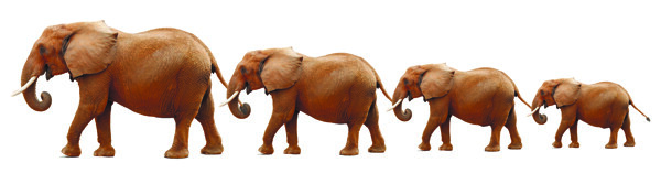 马戏团大象图片