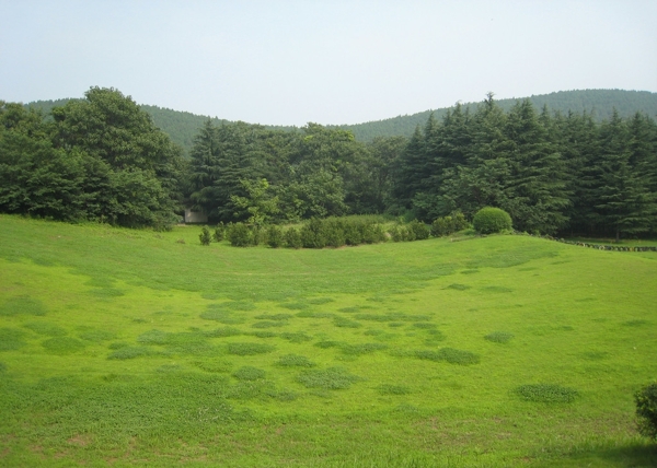 森林草地图片