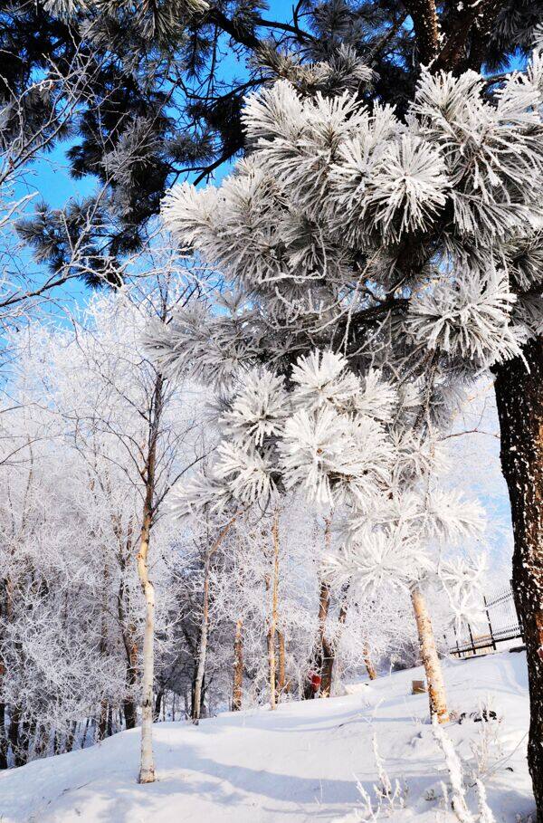 雪景图片