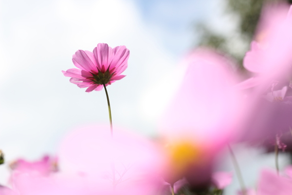 格桑花图片