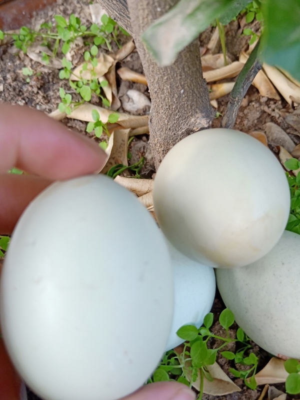 昭化绿壳土鸡蛋