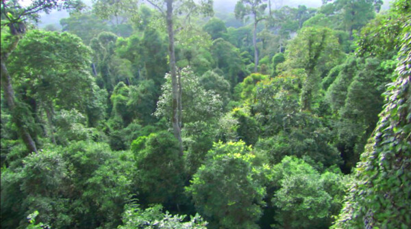 绿色森林视频