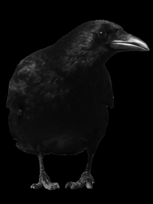 黑色乌鸦图片免抠png透明图层素材