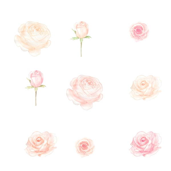 小清新手绘水彩玫瑰花