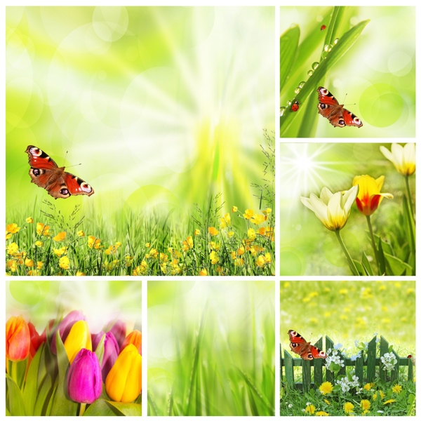 蝴蝶绿叶花朵背景图片