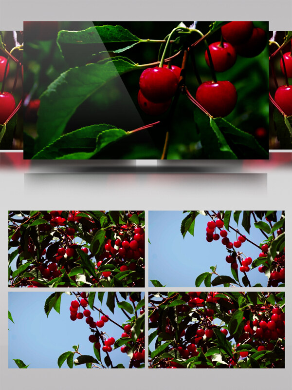 晶莹剔透的红樱桃视频素材