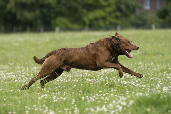 奔跑在草地上的狗图片